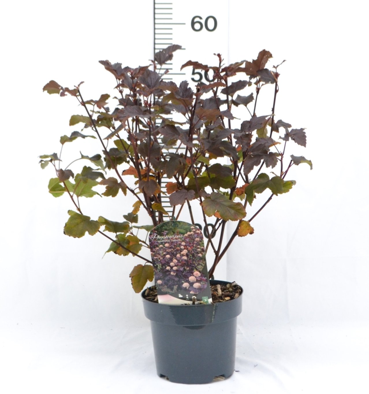Physocarpus opulif. 'Diabolo' - C3 20-40 CM