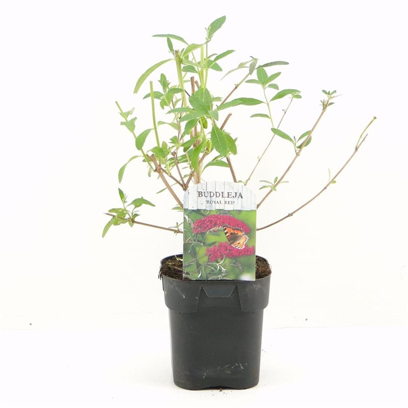 Buddleja d. 'Royal Red' - C2