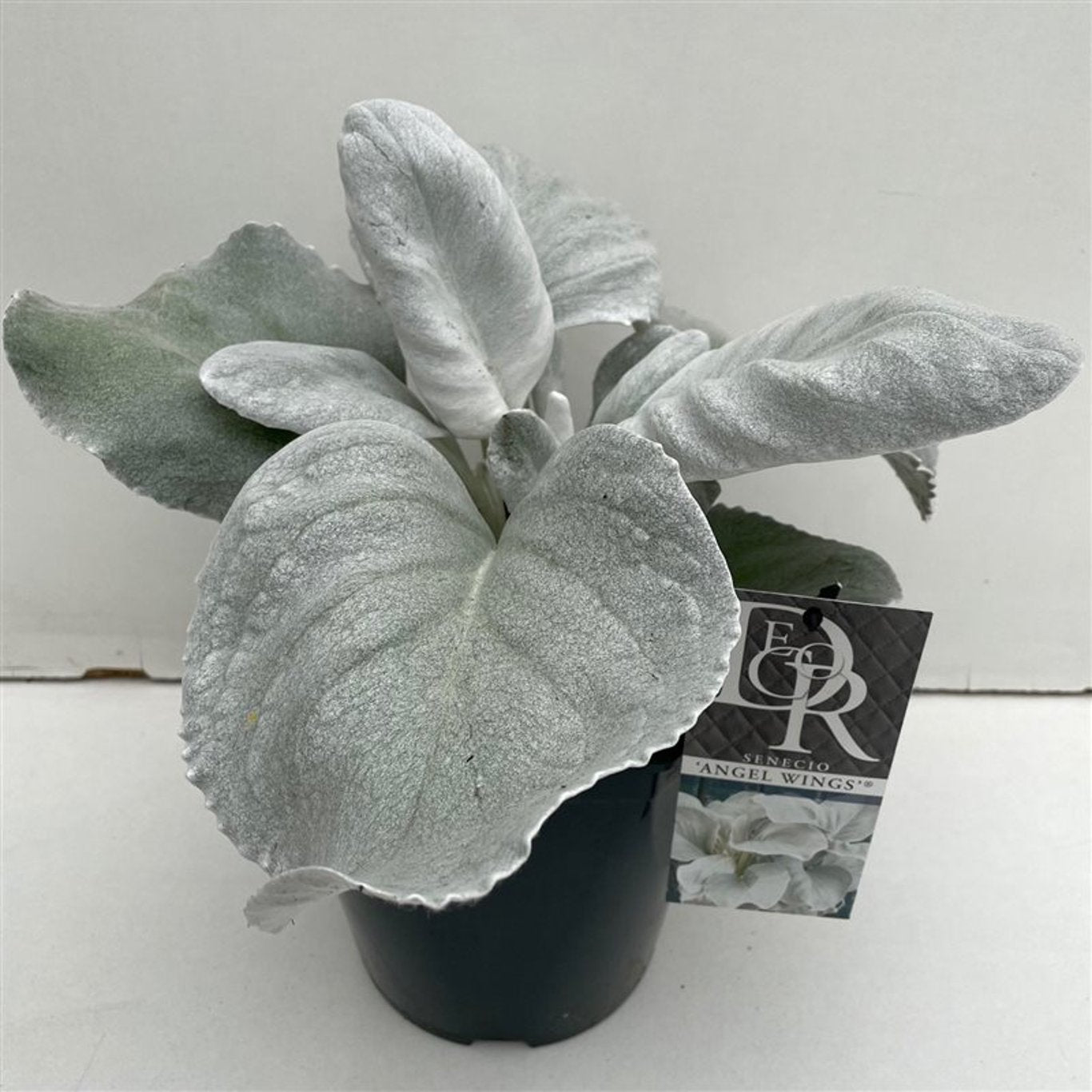 Senecio 'Angel Wings' - C5