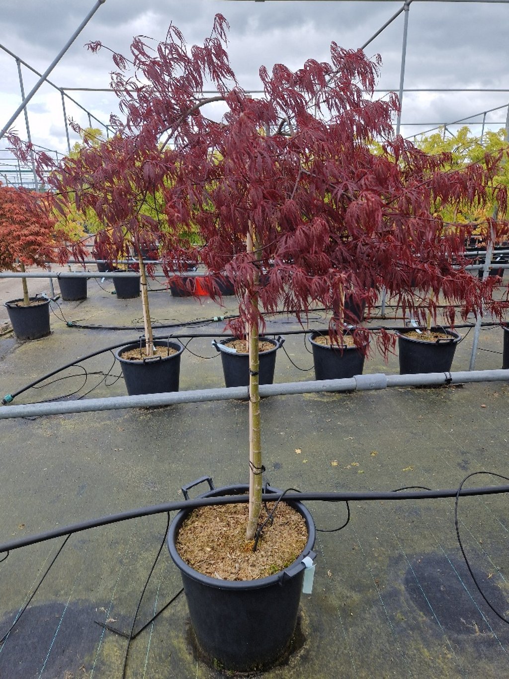 Acer pal. 'Crimson Princess' - 90 CM Stem C30