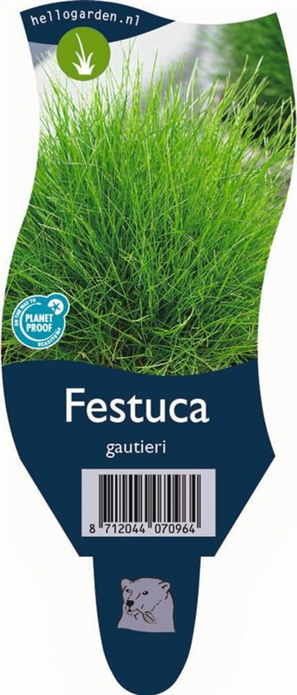 Festuca gautieri - P11