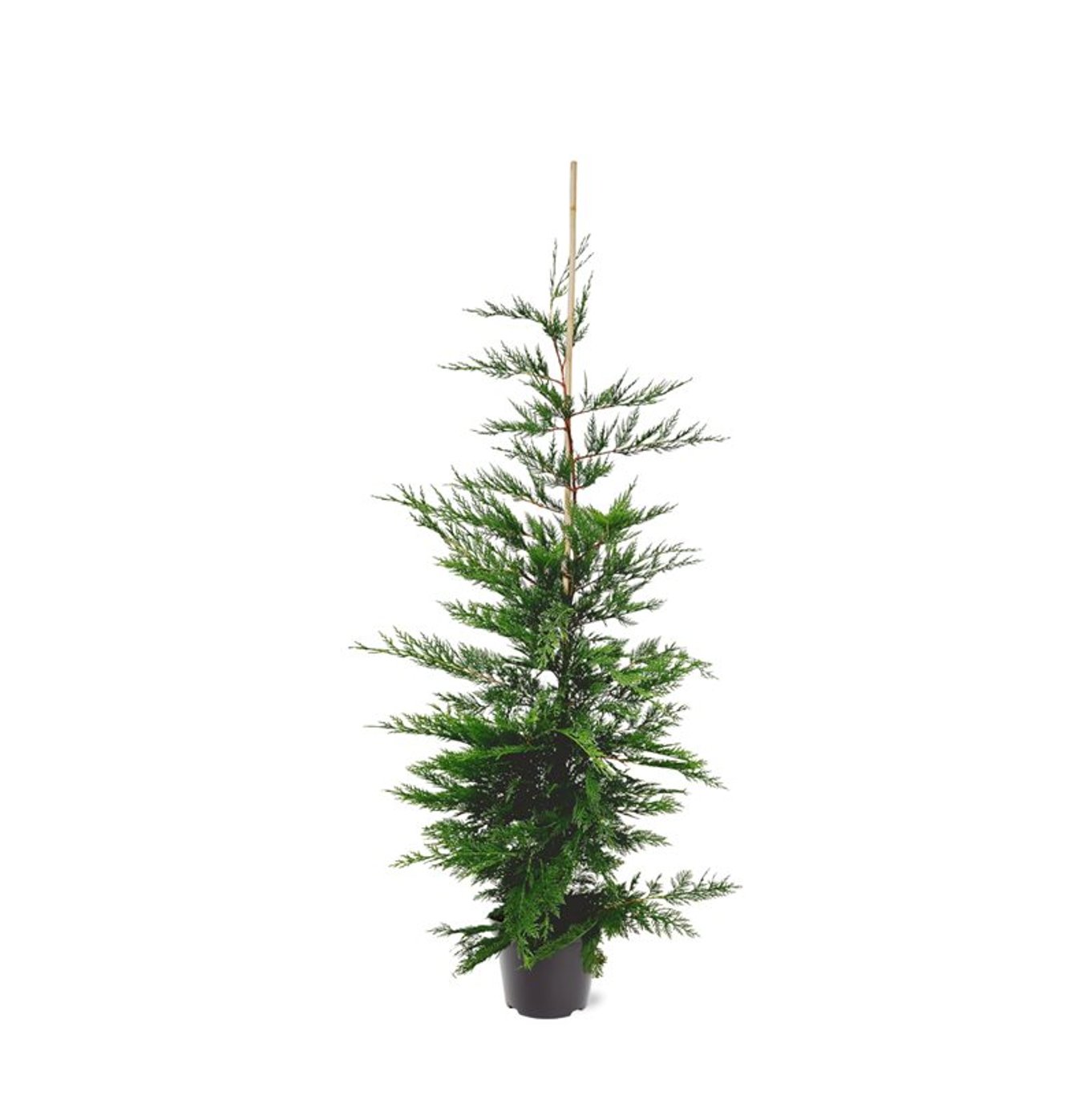 Cupressocyparis leylandii - C7.5 150-175 CM