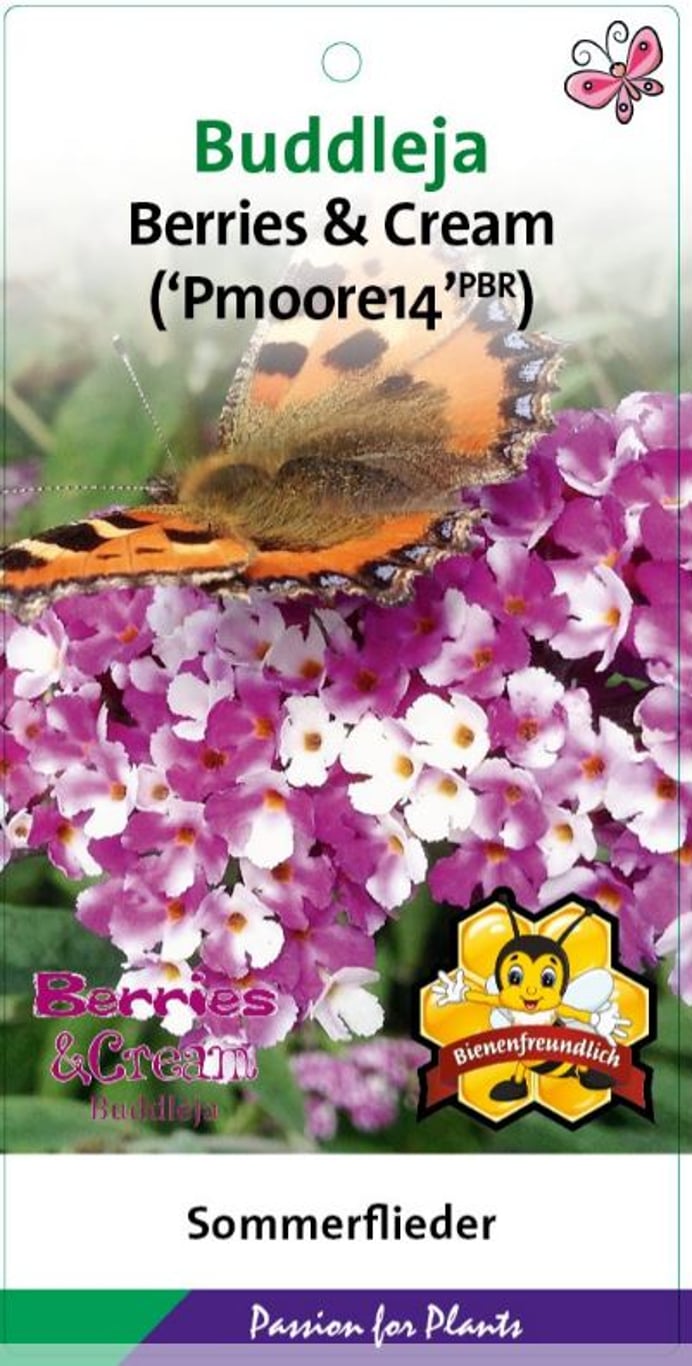 Buddleja d. 'Berries & Cream' - C5