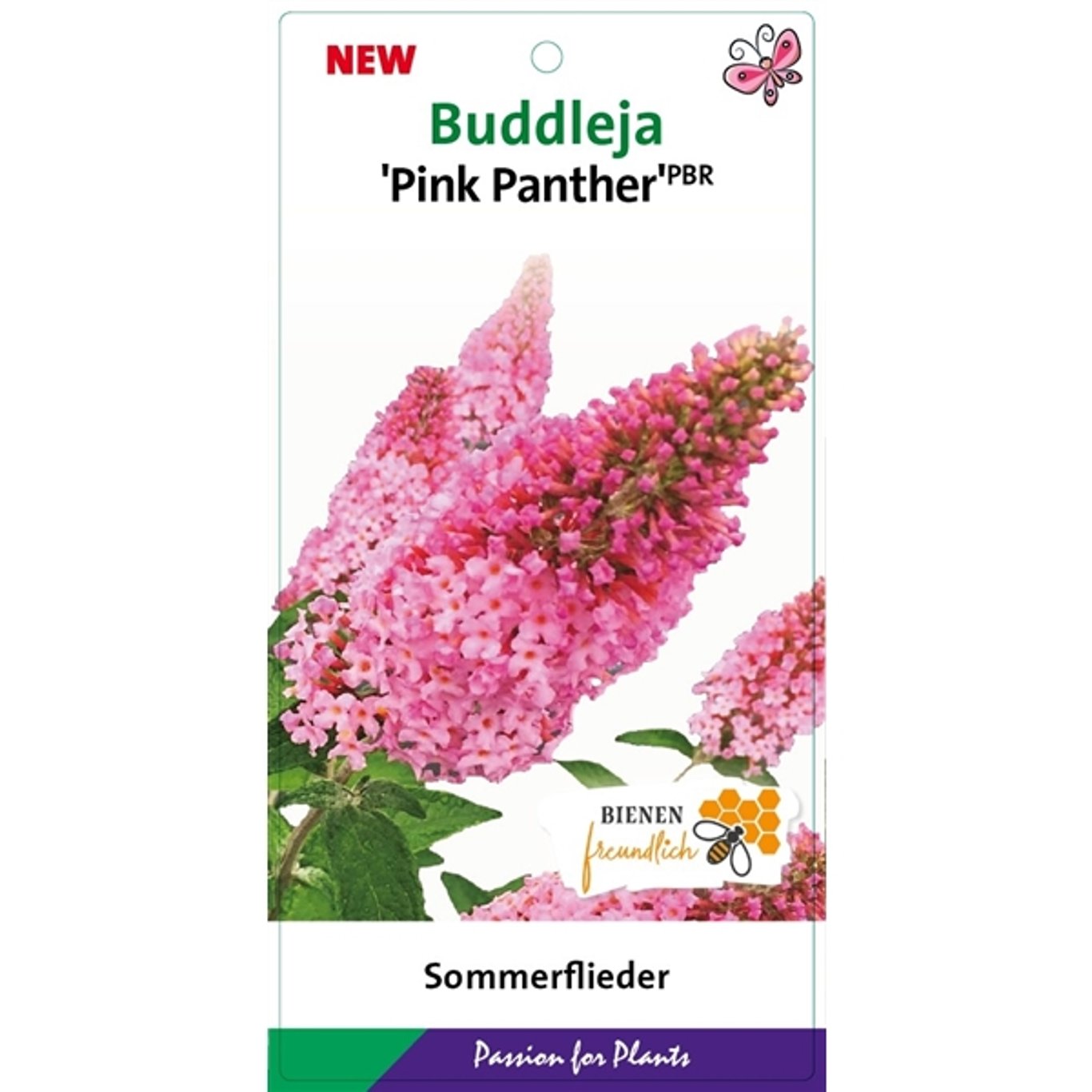 Buddleja d. 'Pink Panther' - C3
