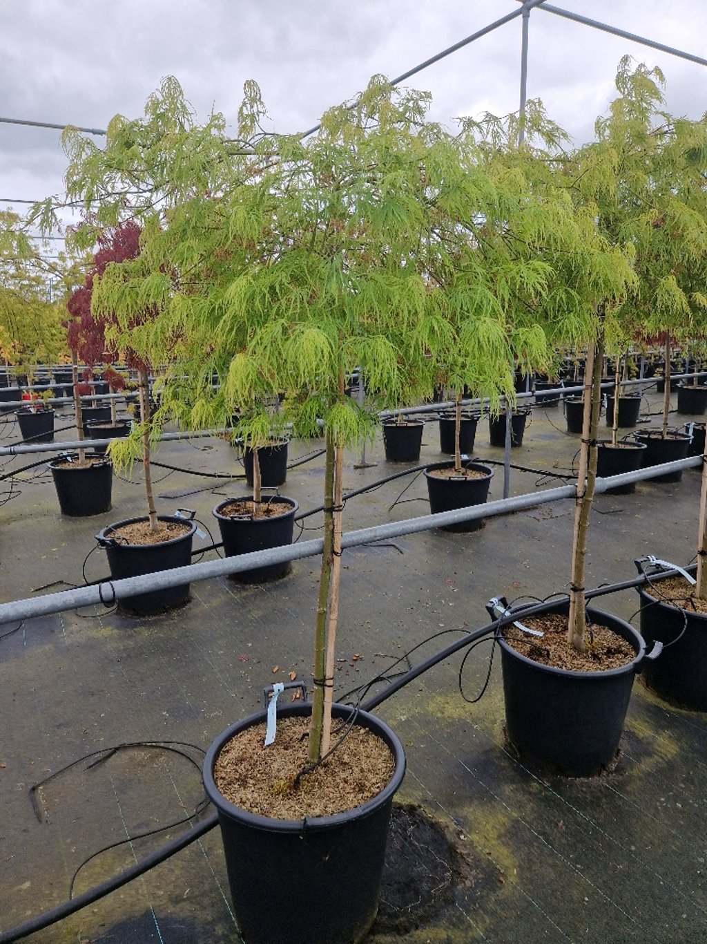 Acer pal. 'Dissectum' - 90 CM Stem C30