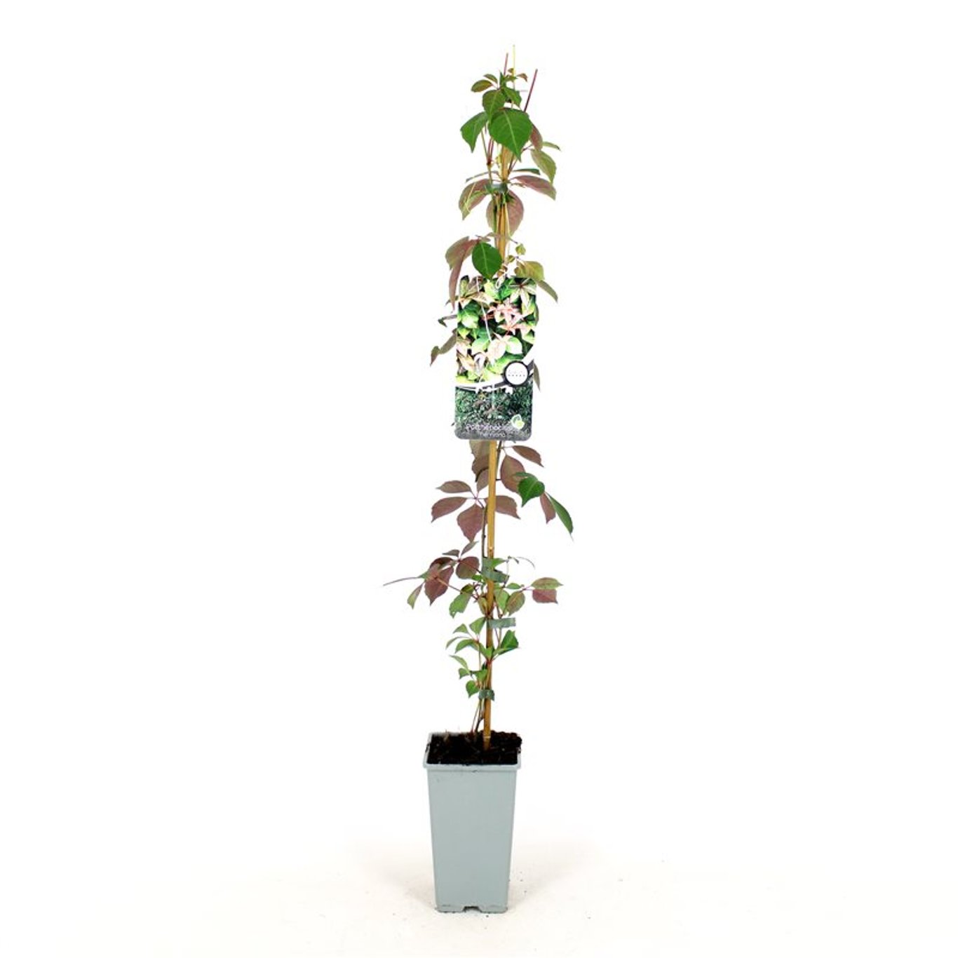 Parthenocissus henryana - C2 80-100 CM Stick
