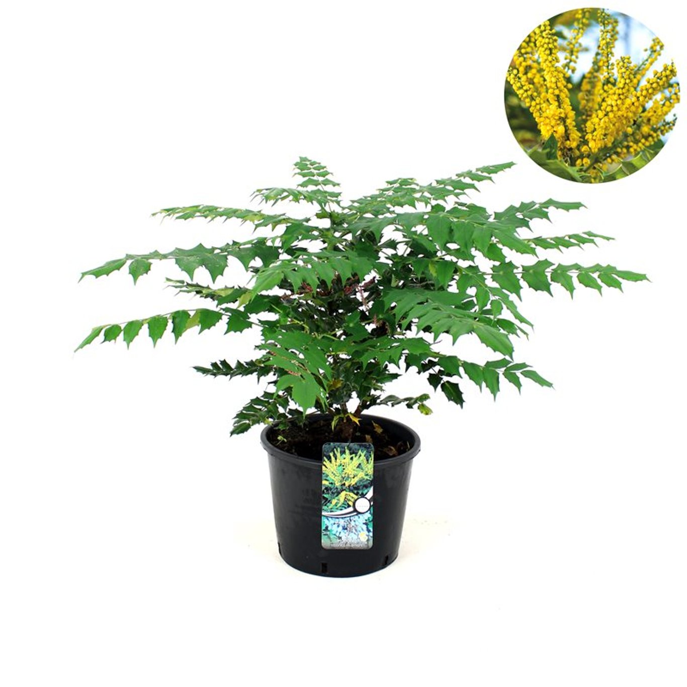 Mahonia japonica 'Hivernant' - C12 50-60 CM