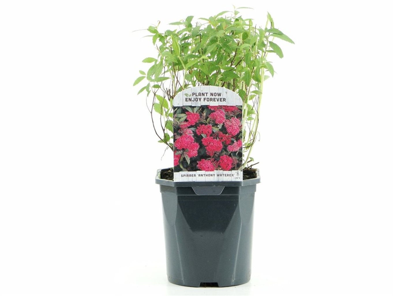 Spiraea jap. 'Anthony Waterer' - C2