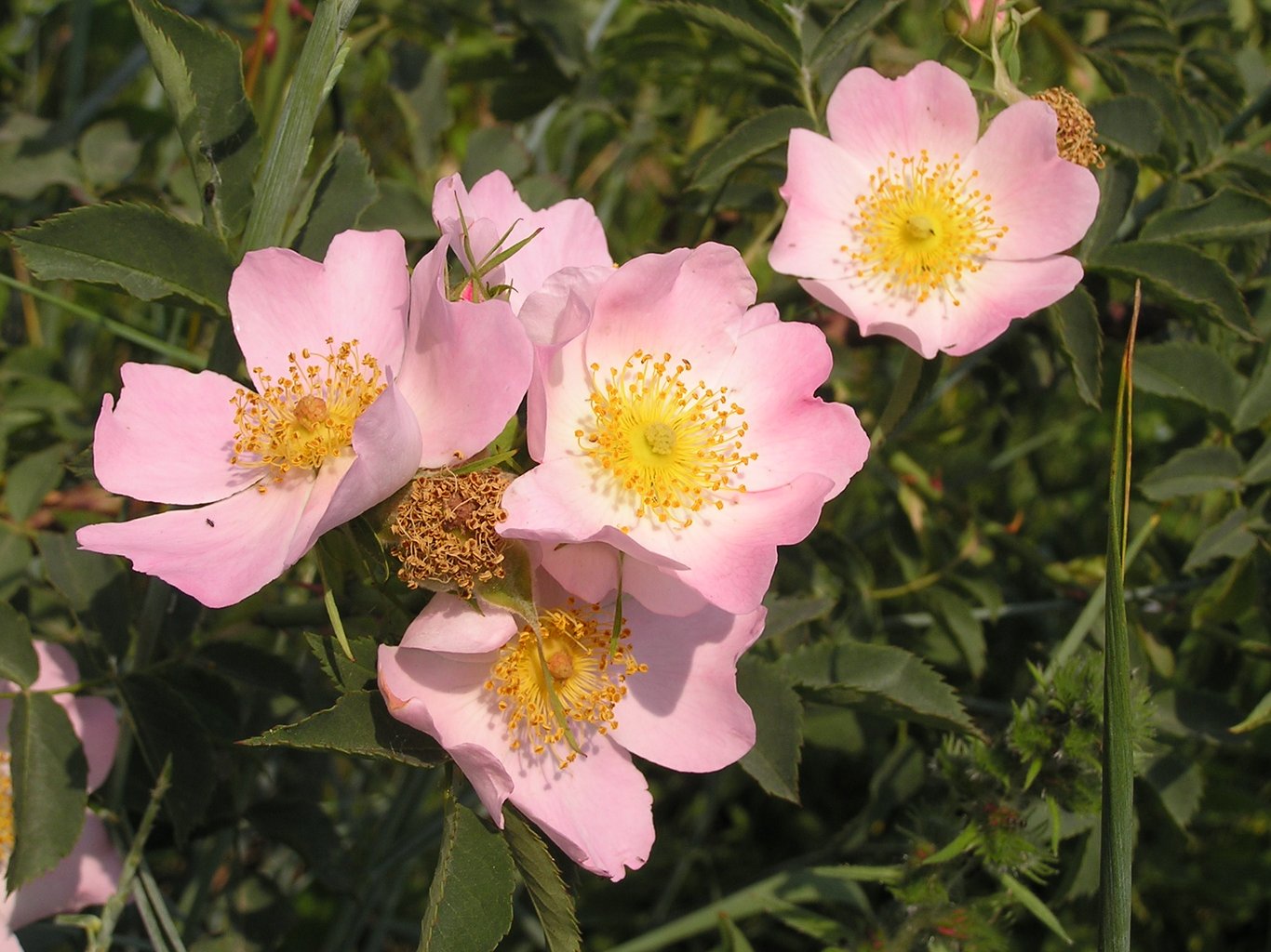 Rosa (o) canina - 60-100 CM bare root 1/1  3-5 branche