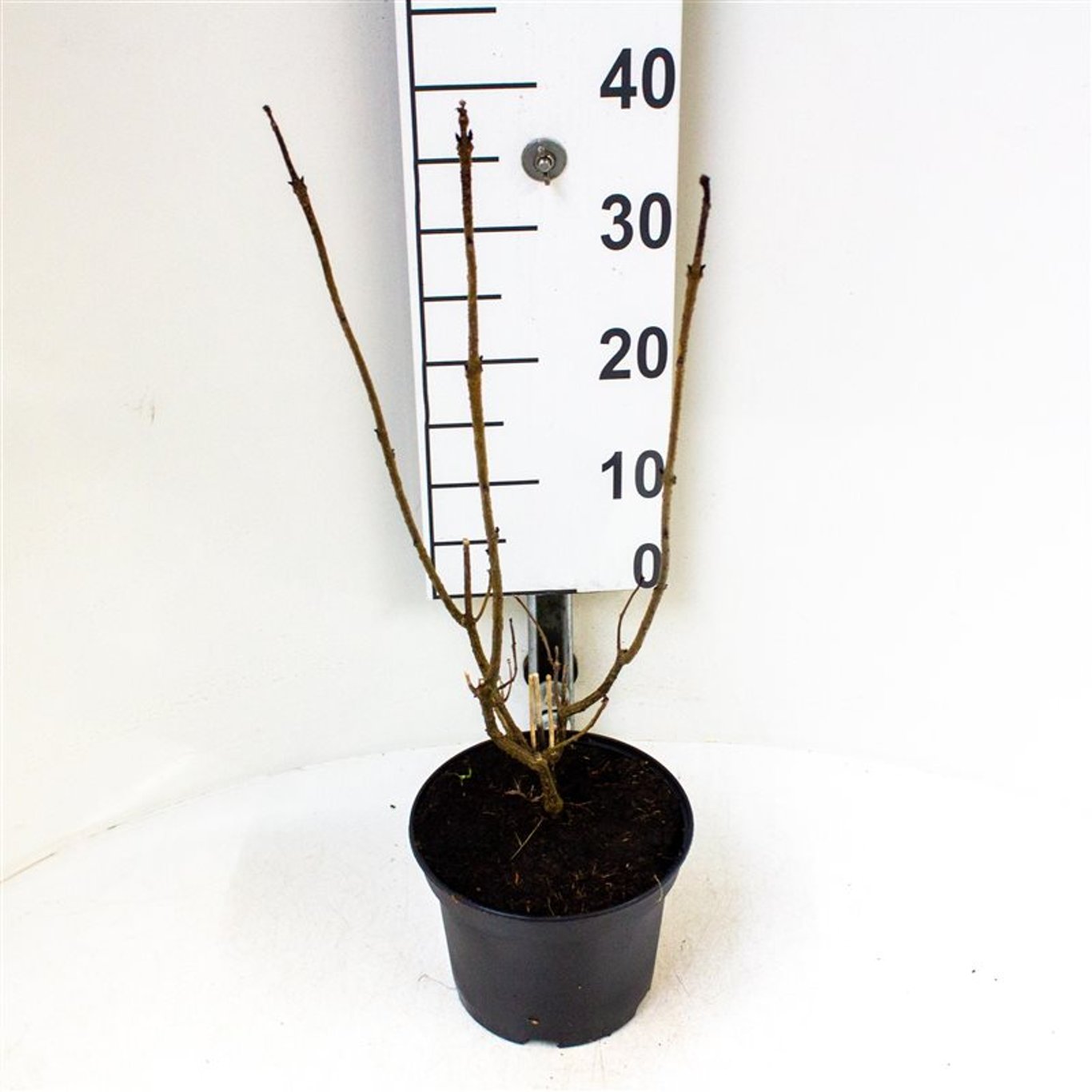 Clerodendrum bungei - C3 40-60 CM