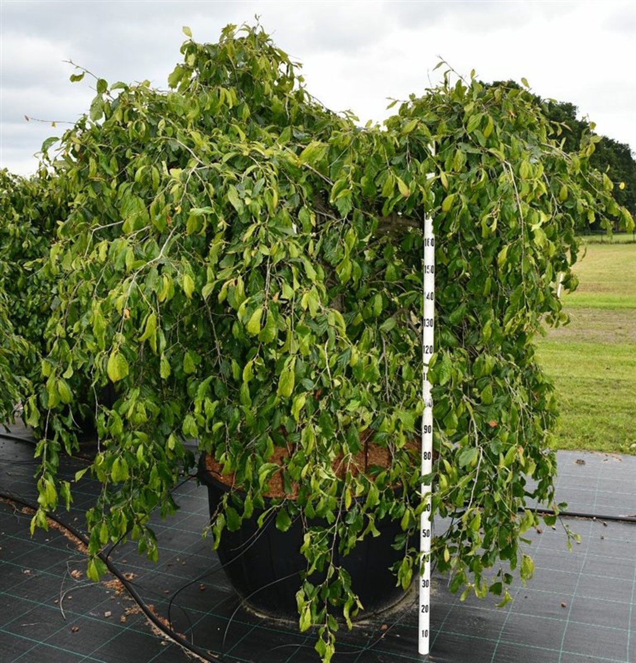 Parrotia persica 'Pendula' - C500 350-400 CM