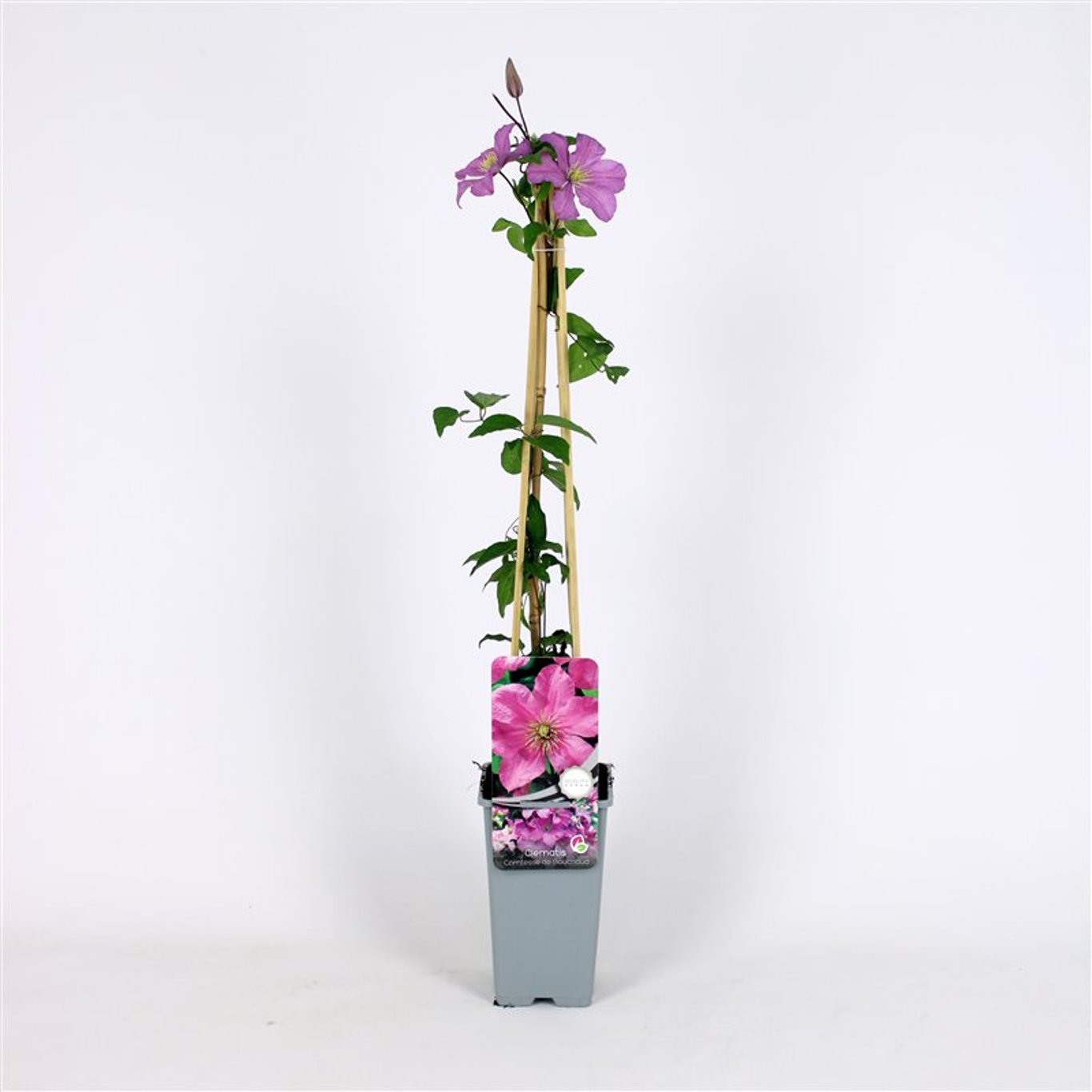 Clematis 'Comtesse de Bouchaud' - C2 70/+ CM