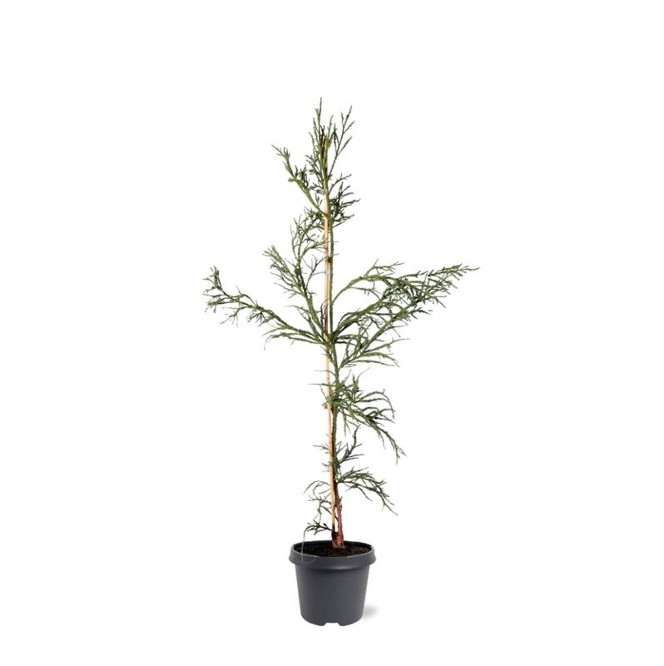 Cryptomeria j. 'Rasen' - C5 80-100 CM