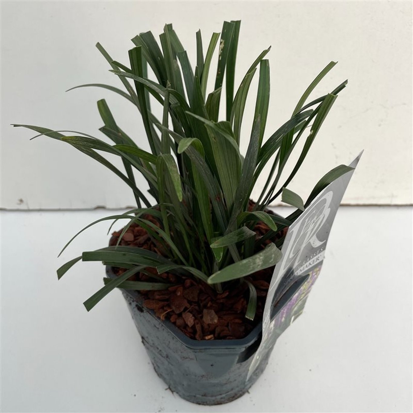 Liriope musc. 'Moneymaker' - C2