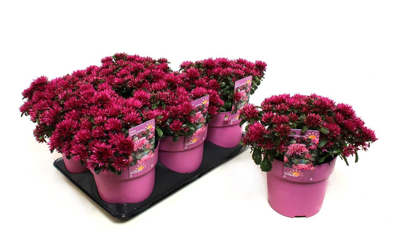 Sedum spurium Spot On Deep Rose - C1,5
