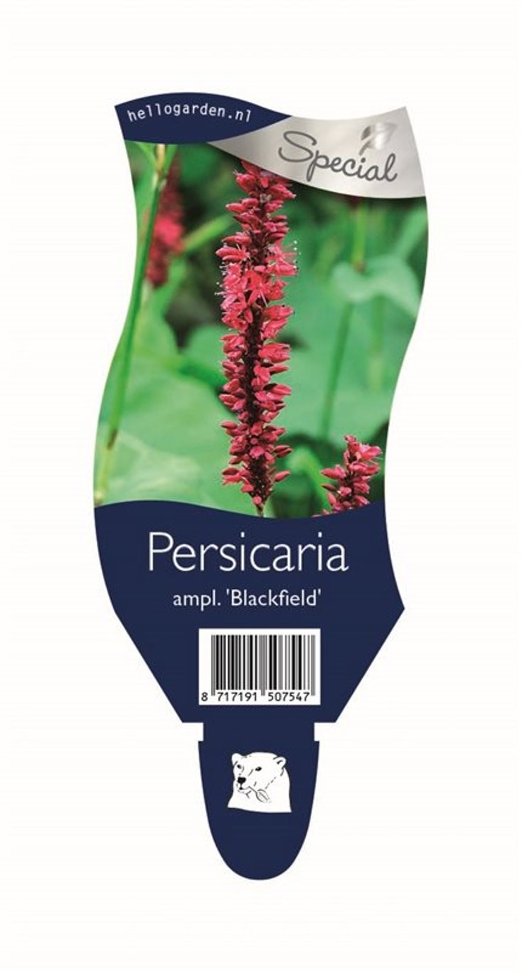 Persicaria a. 'Blackfield' - P11