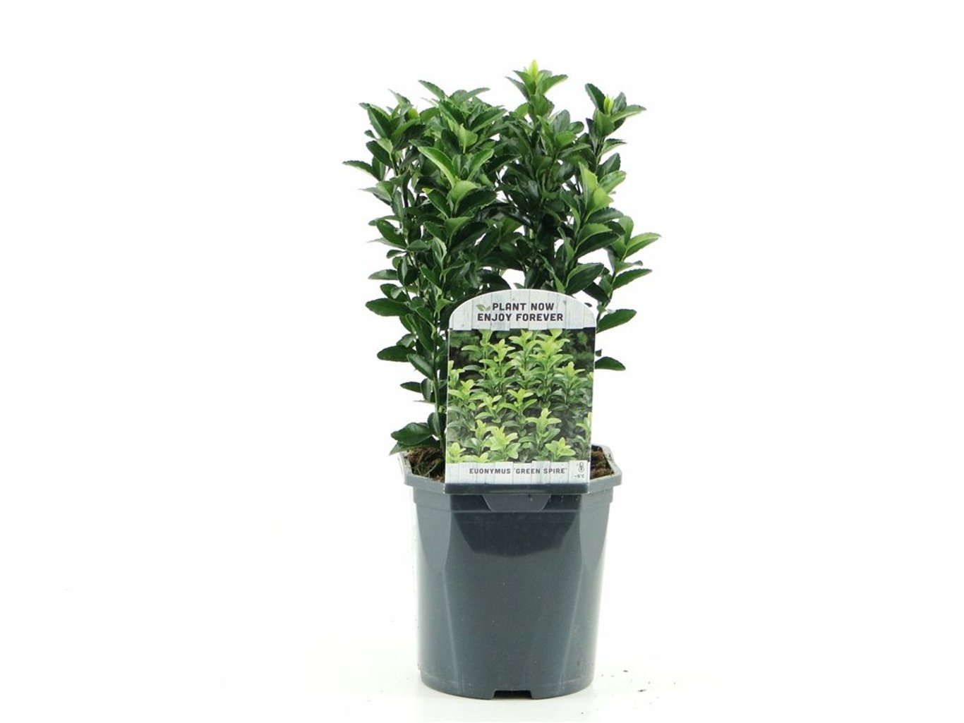 Euonymus jap. 'Green Spire' - C2