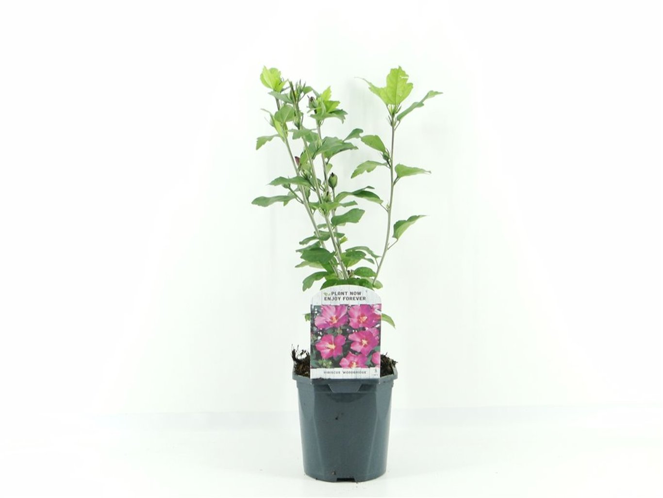 Hibiscus syr. 'Woodbridge' - C2