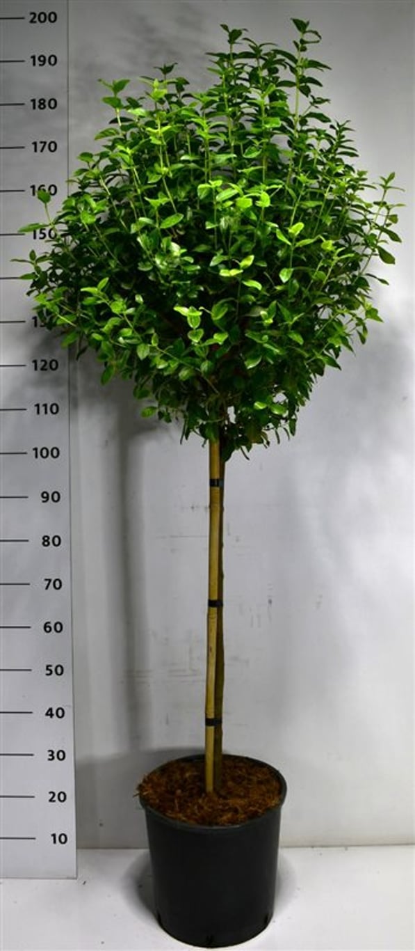 Viburnum tin. 'Eve Price' - 80 CM Stem C20