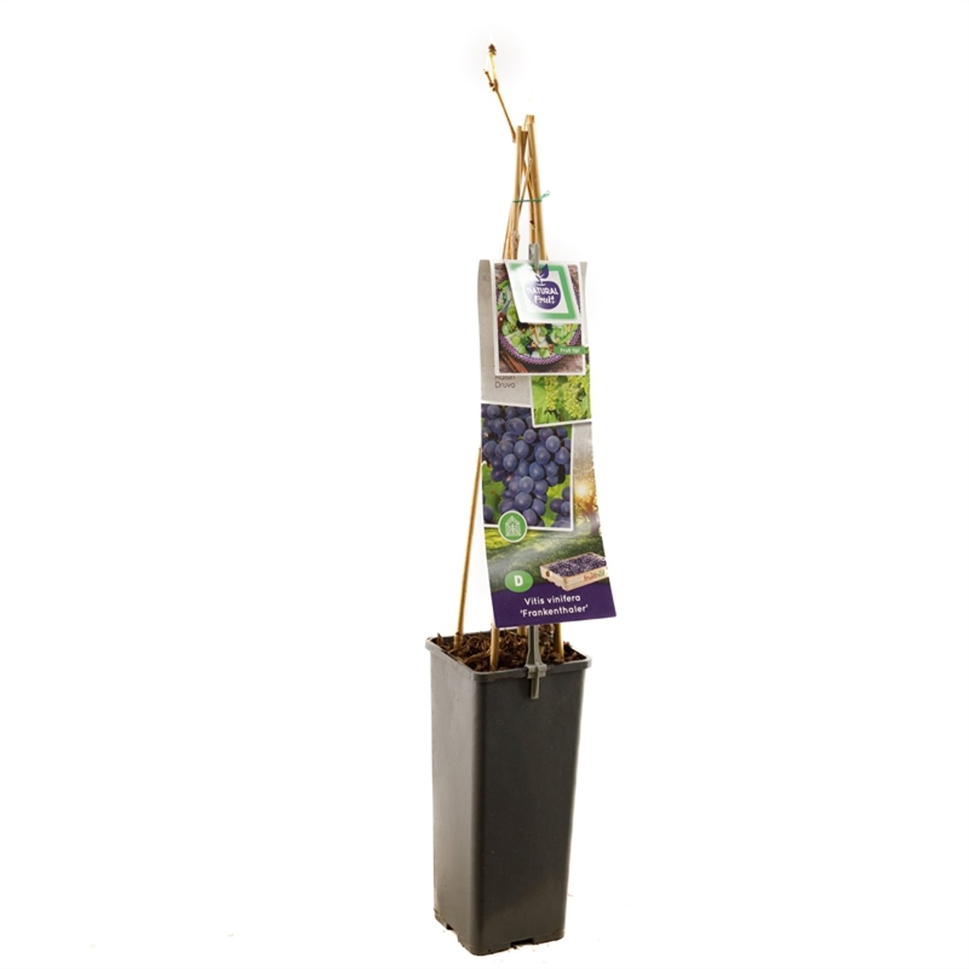 Vitis 'Frankenthaler' - C2 50-60 CM