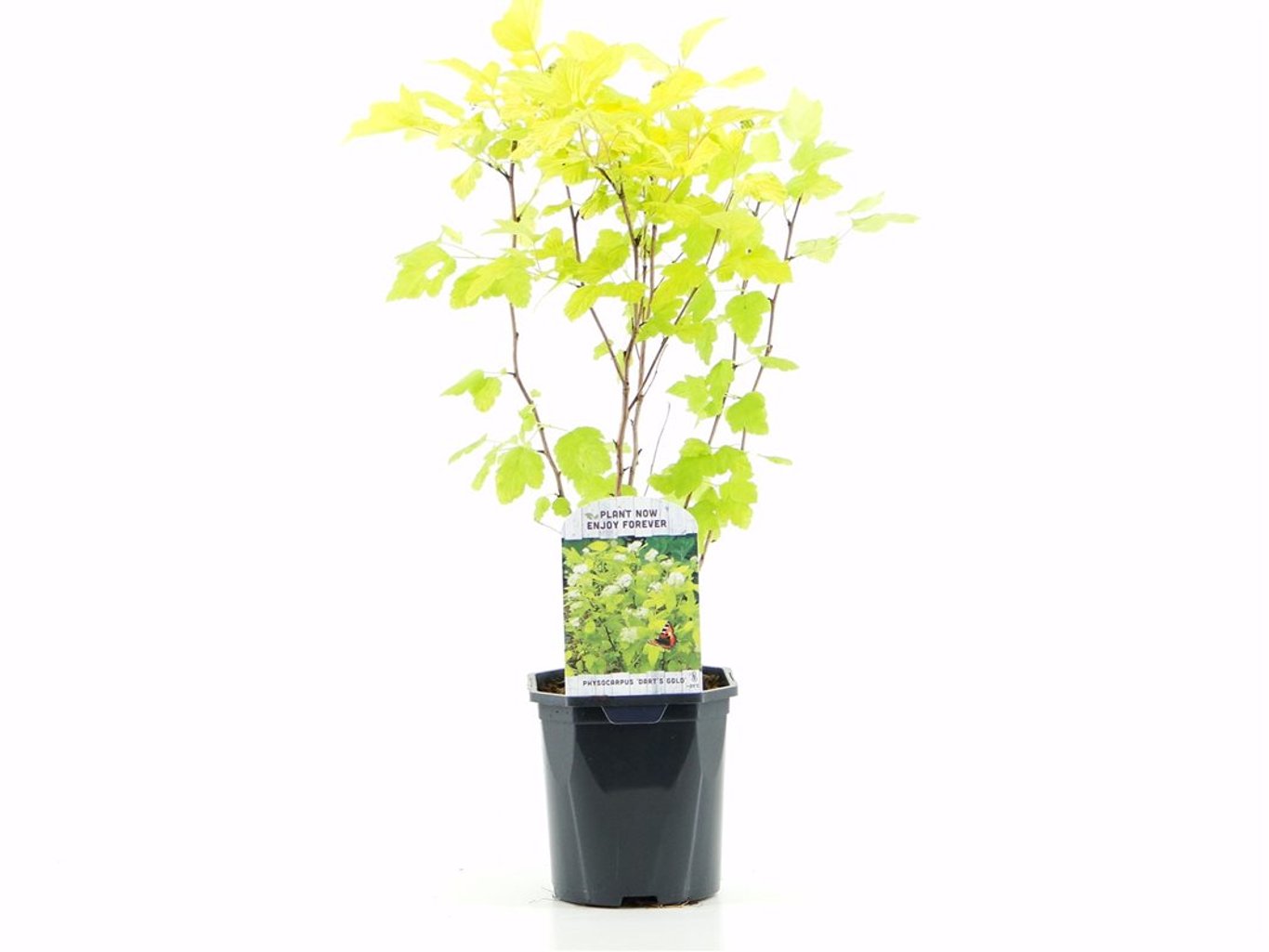 Physocarpus opulif. 'Dart's Gold' ® - C2