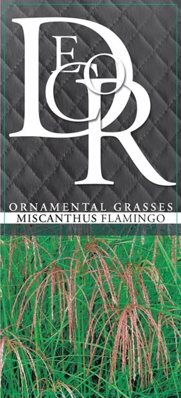 Miscanthus sin. 'Flamingo' - C10