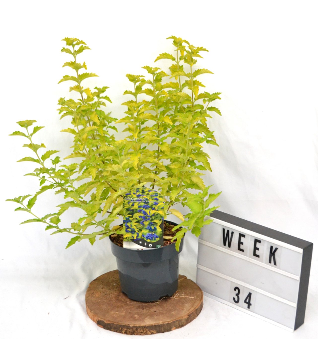 Caryopteris cland. Hint of Gold - C3 20-40 CM