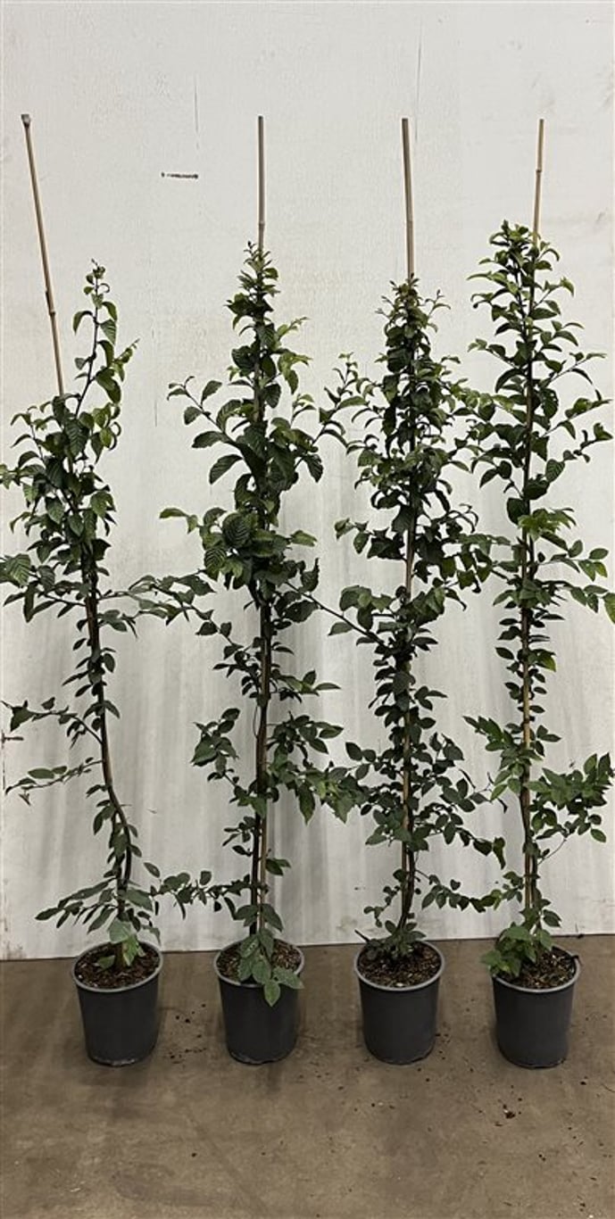 Carpinus betulus - C3.5 125-150 CM