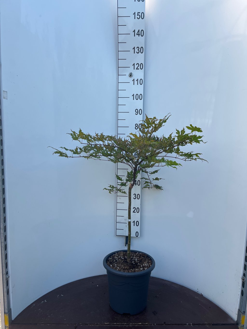 Acer pal. 'Shigitatsu-sawa' - 50 CM Stem C15