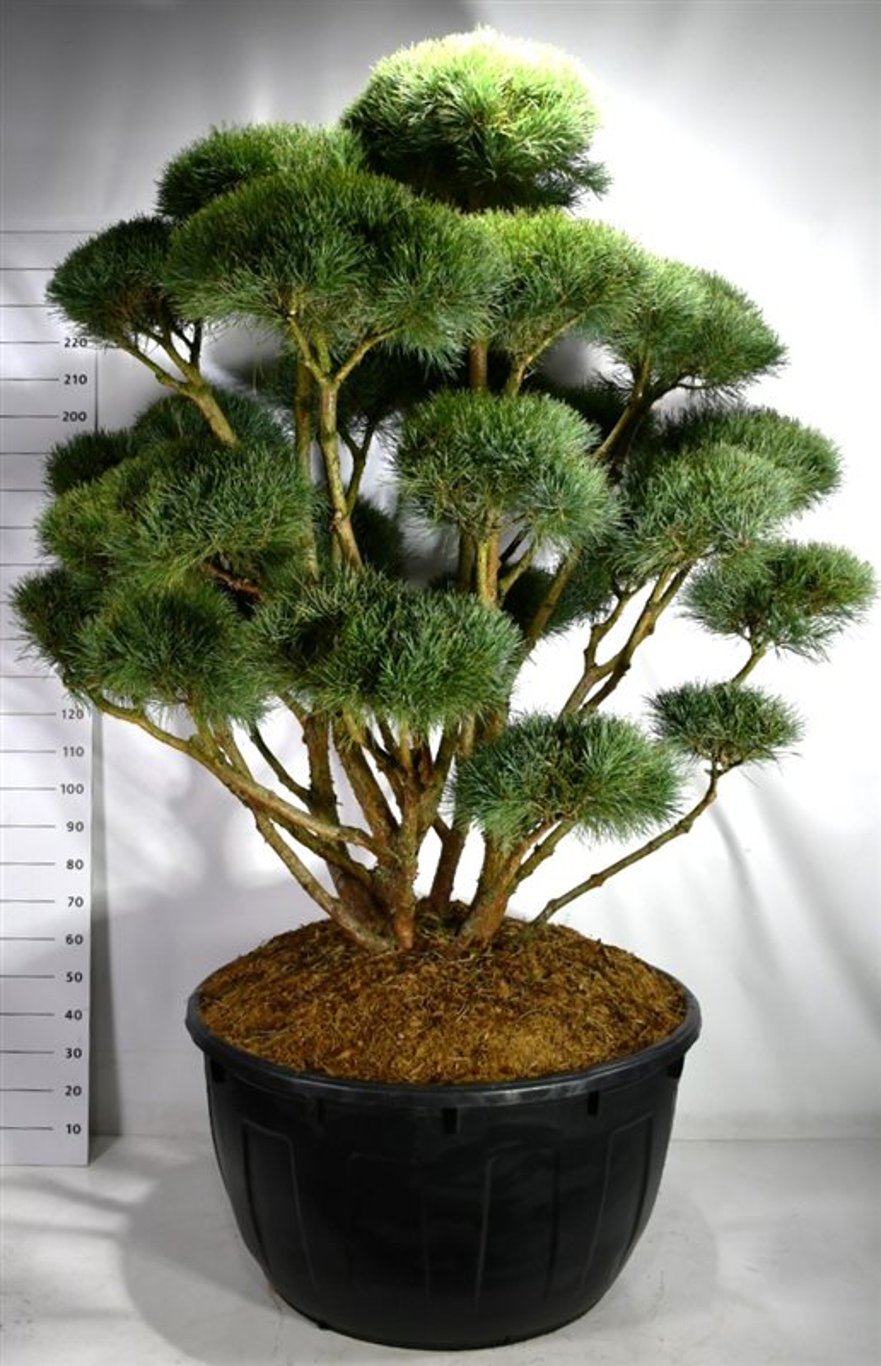 Pinus sylv. 'Watereri' - 175-200 CM Bonsai Cont.