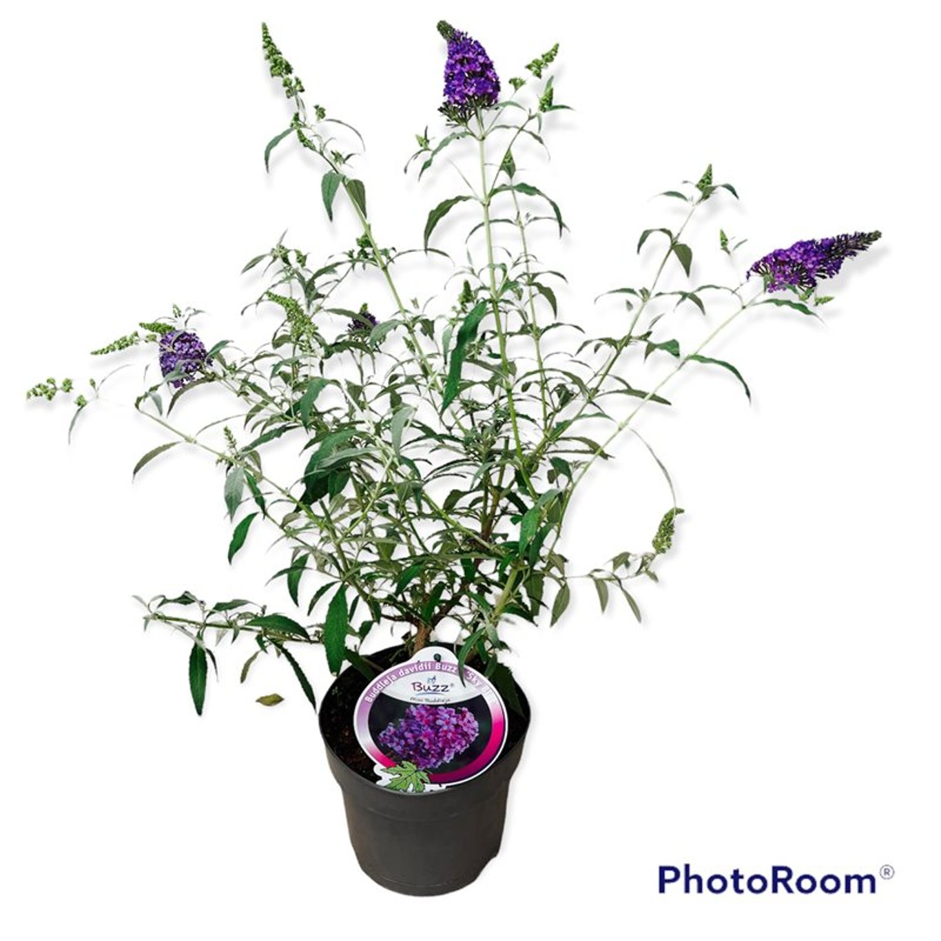 Buddleja d. 'Buzz Sky Blue' - C3