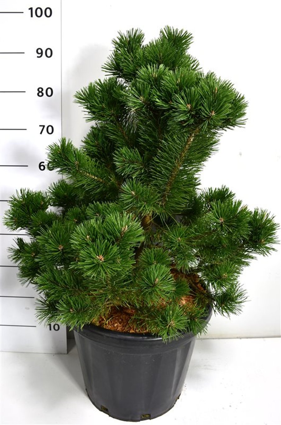 Pinus mugo 'Gnom' - C25 70-80 CM