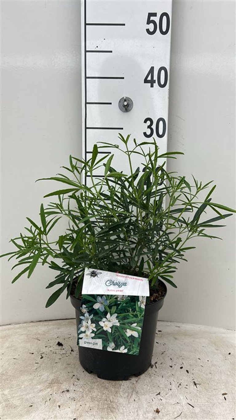 Choisya 'Aztec Pearl' - C3 25-30 CM