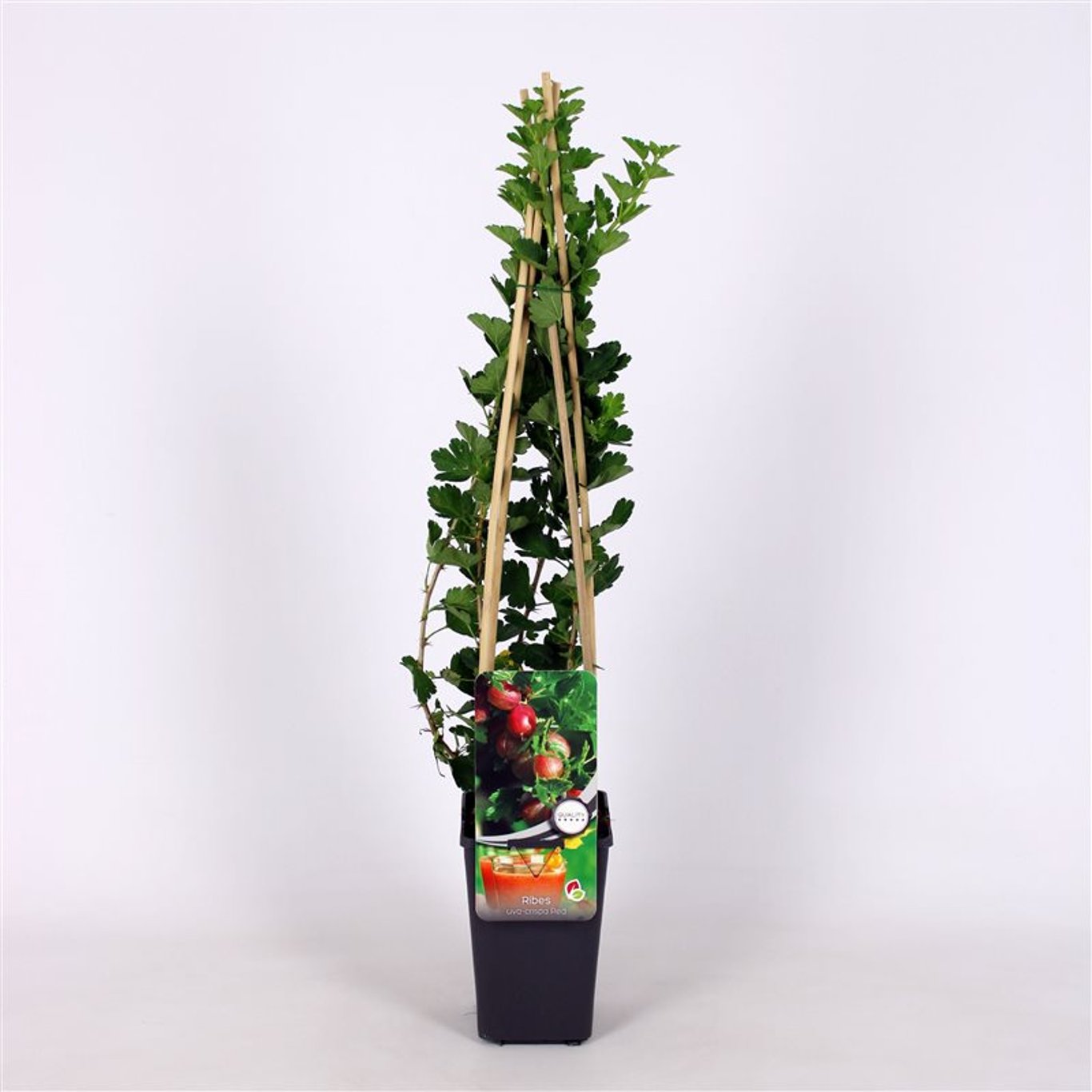 Ribes u.-c. Hinnonmäki Röd - C2 70/+ CM