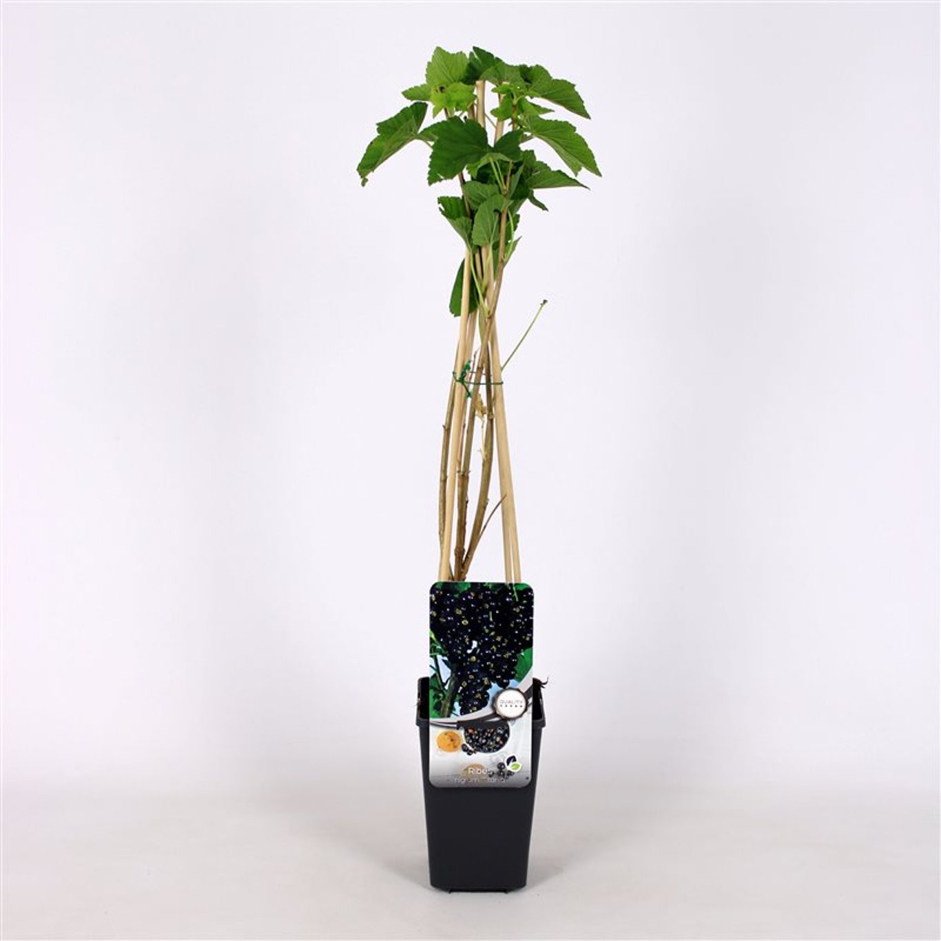 Ribes nigr. 'Titania' - C2 70/+ CM