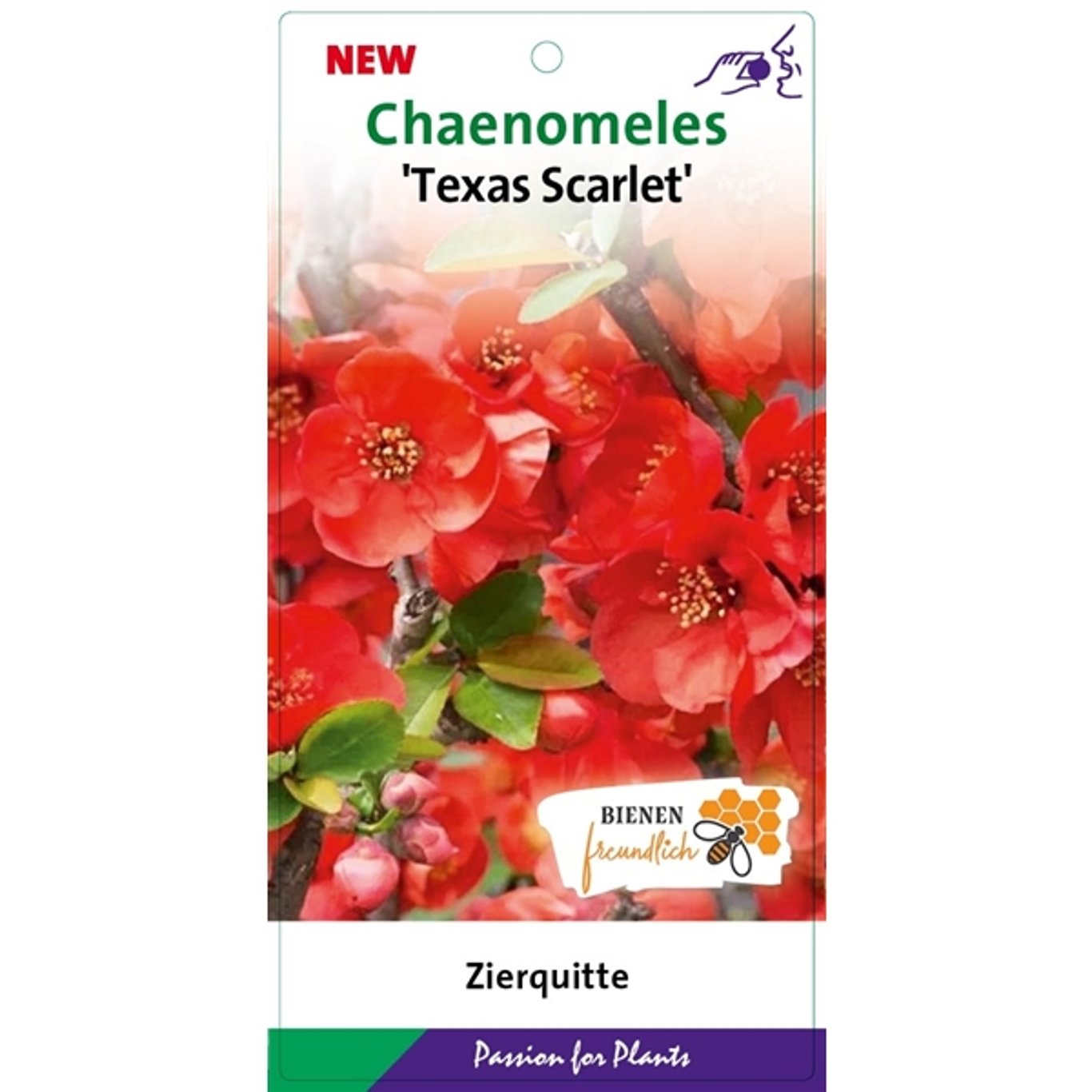 Chaenomeles sup. 'Texas Scarlet' - C5 40-50 CM