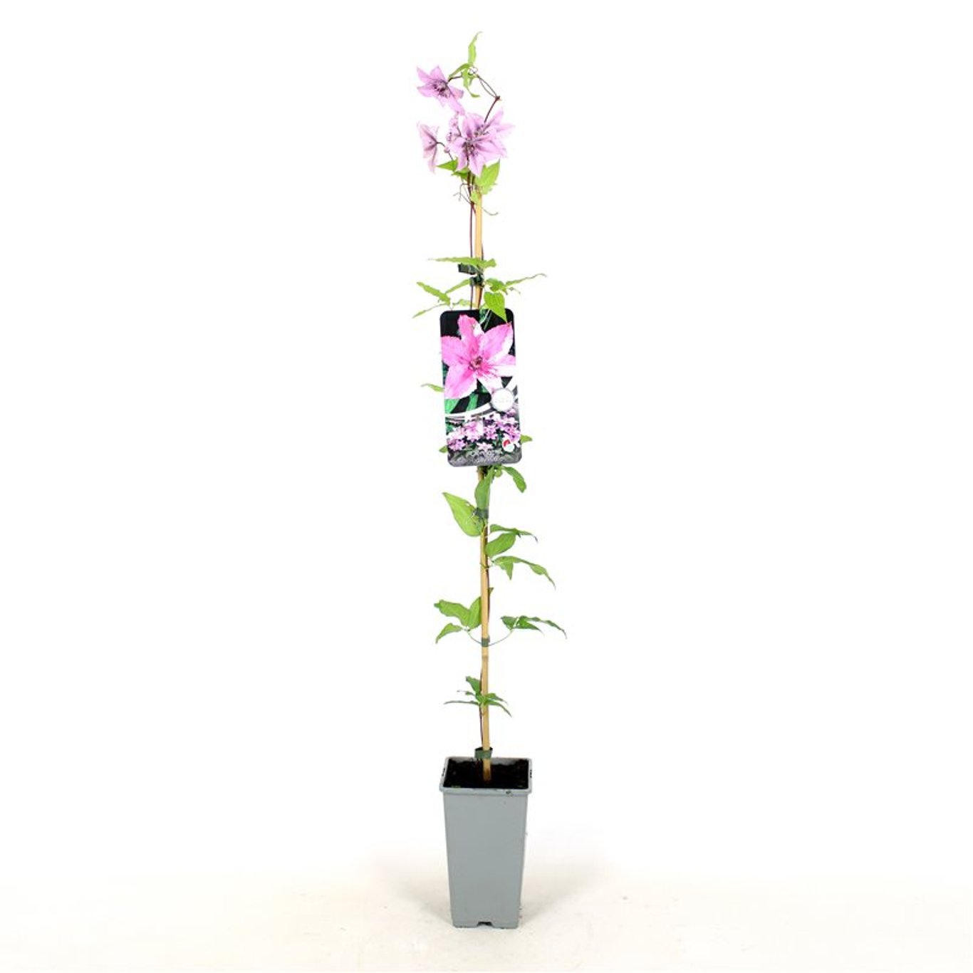 Clematis 'Hagley Hybrid' - C2 80-100 CM Stick