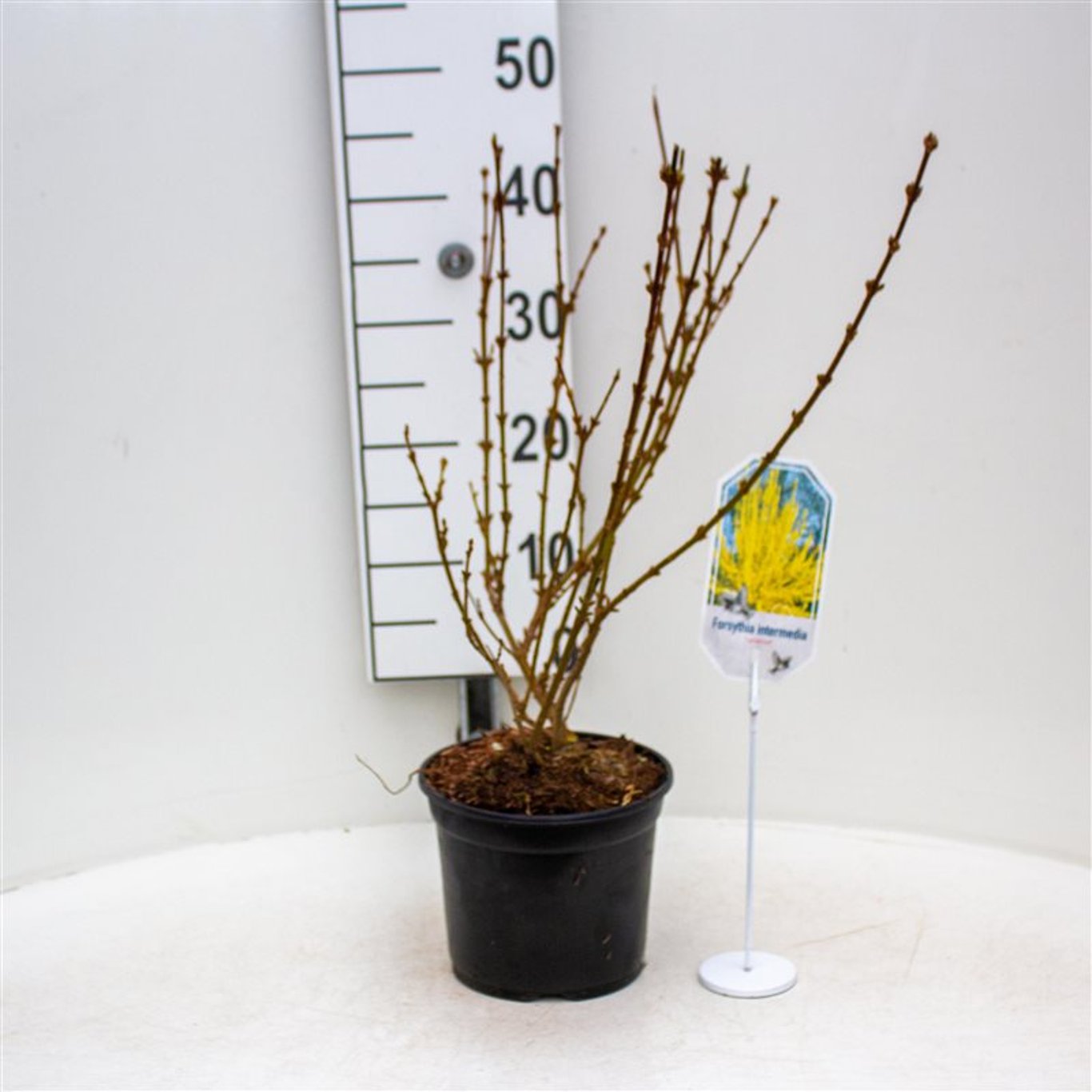 Forsythia int. 'Lynwood' - C3 30-40 CM