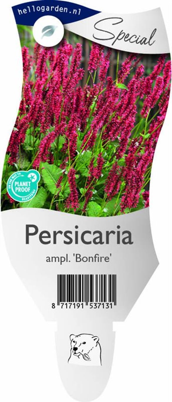 Persicaria a. Bonfire - P11