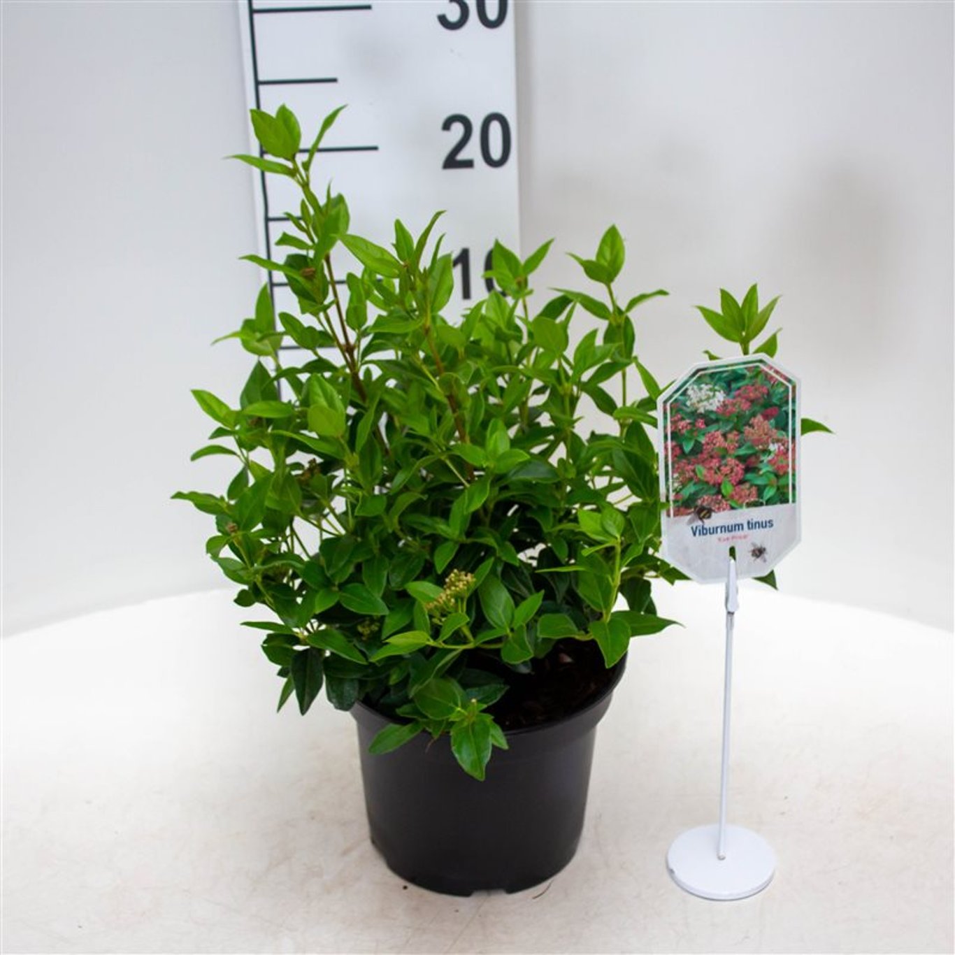 Viburnum tin. 'Eve Price' - C3 25-30 CM