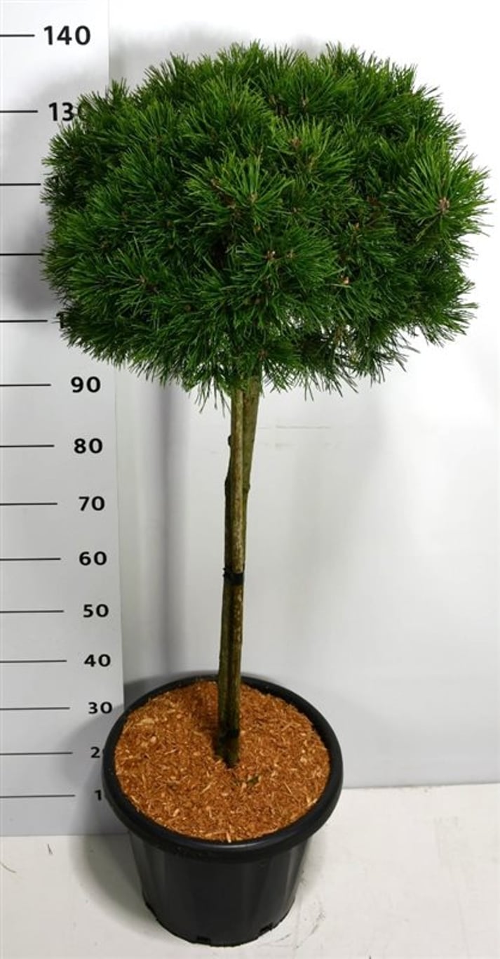 Pinus mugo 'Laurin' - 80 CM Stem C25
