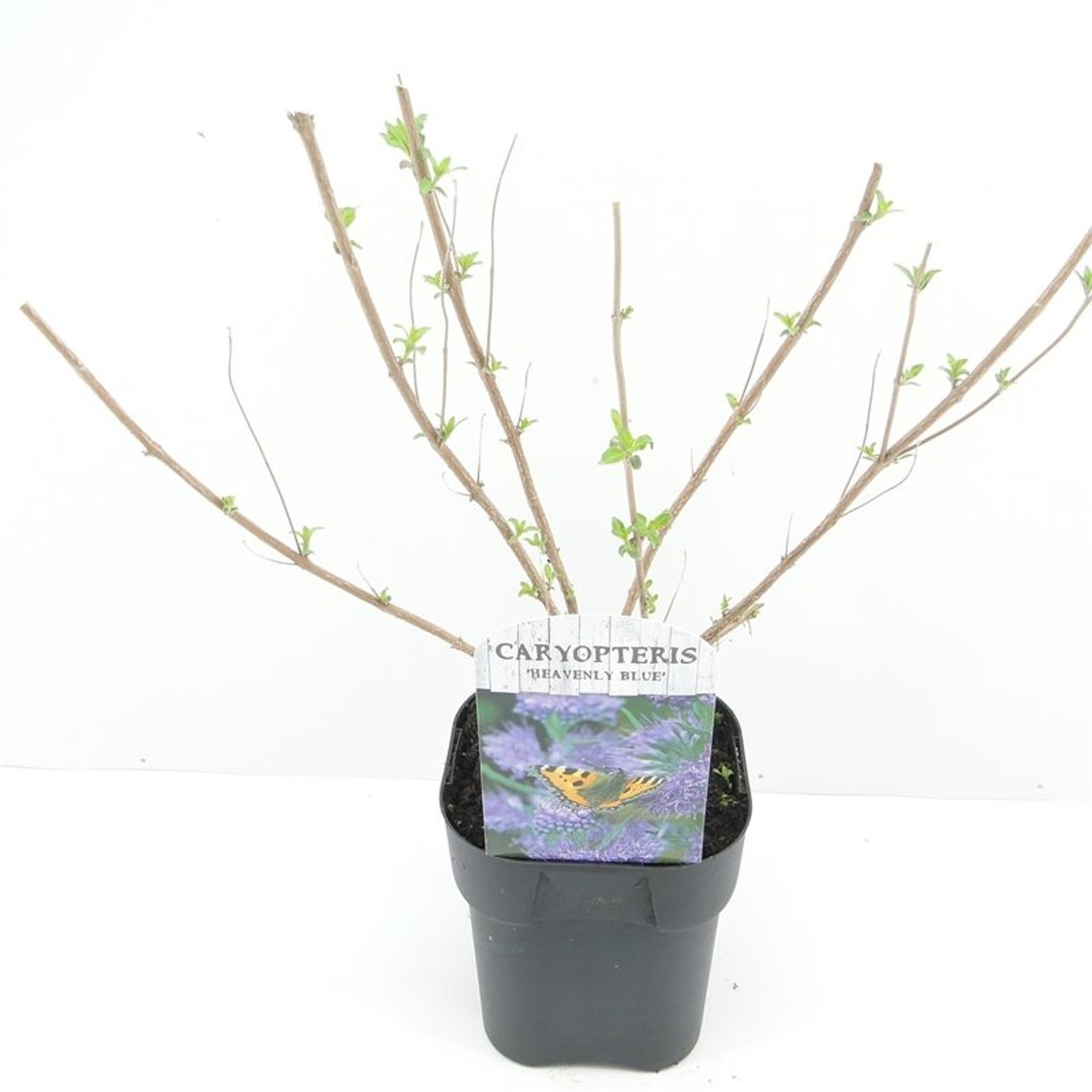 Caryopteris cland. 'Heavenly Blue' - C2