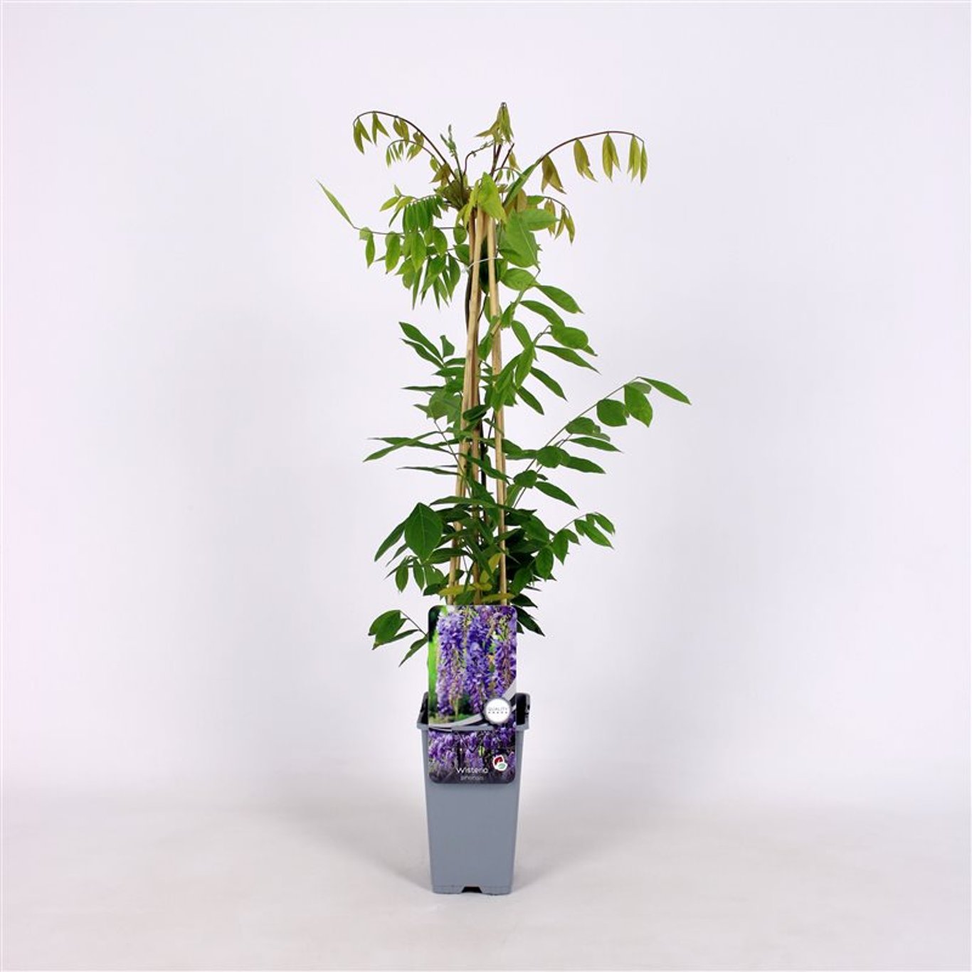 Wisteria sinensis - C2 70/+ CM