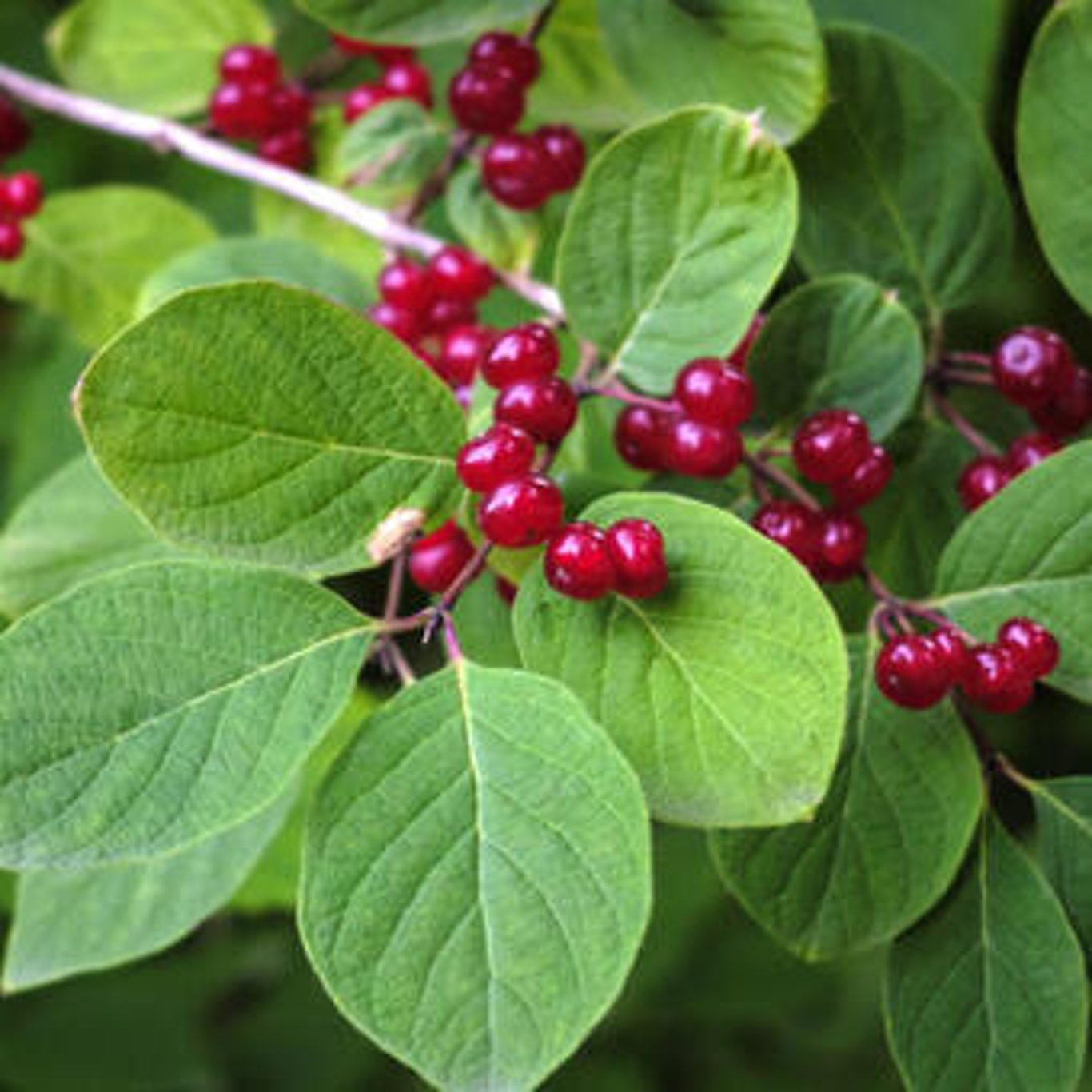 Lonicera xylosteum - 125-150 CM RB