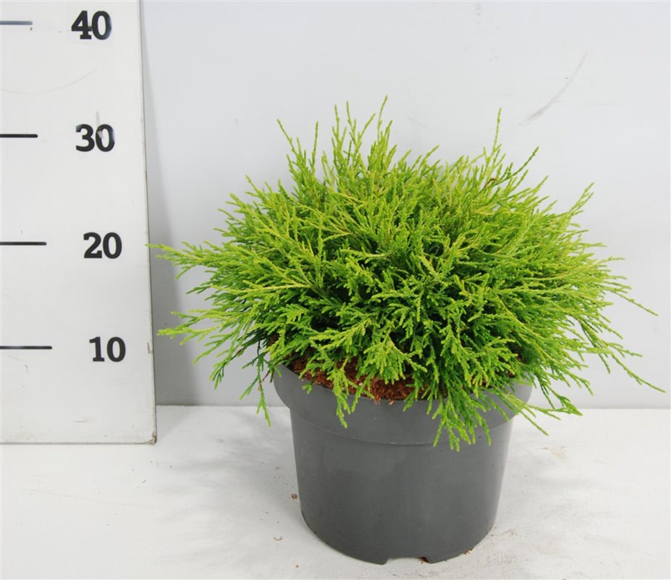 Chamaecyparis p. 'Sungold' - C5 30-40 CM