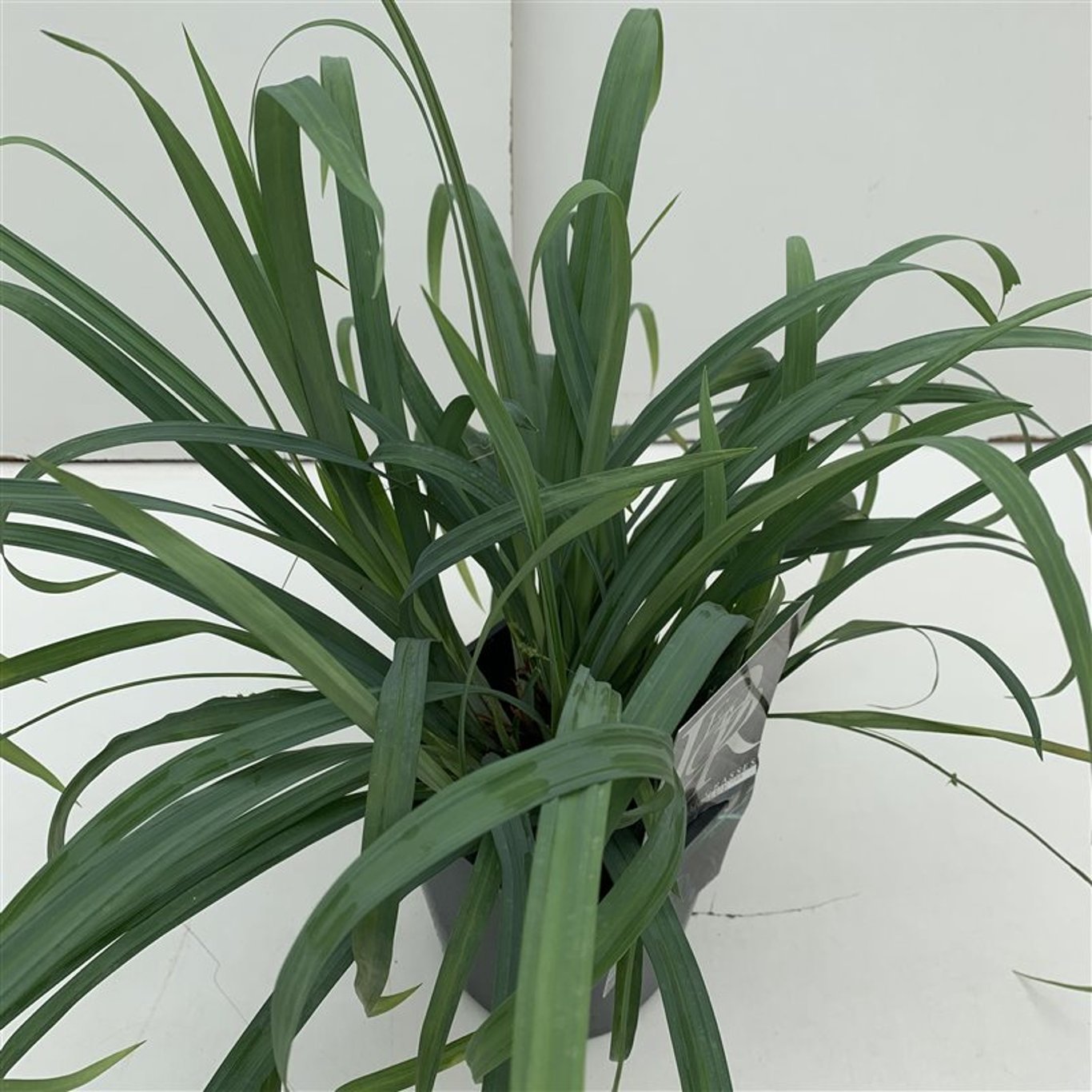 Carex laxiculmis 'Bunny Blue'  - C2