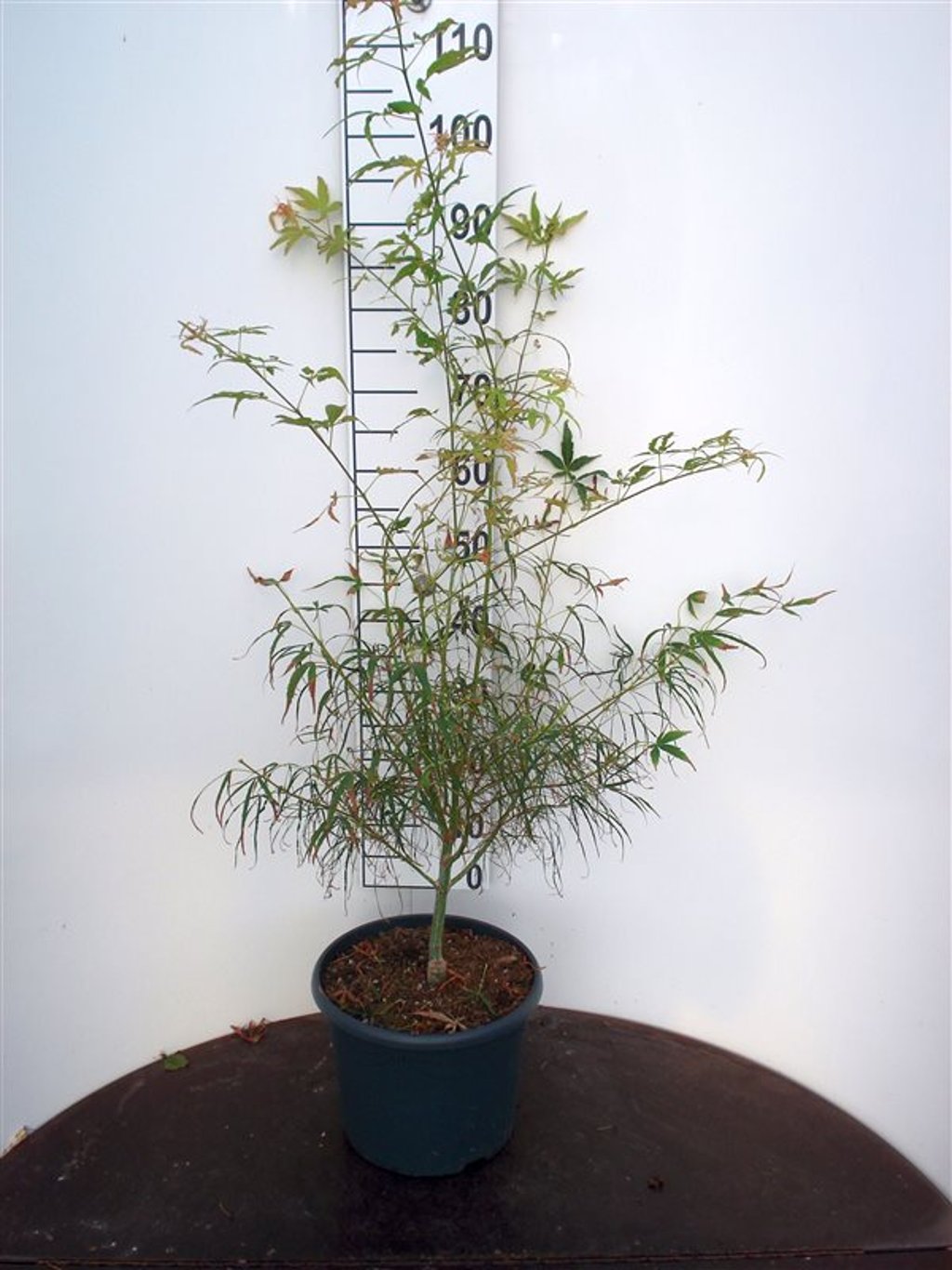 Acer pal. 'Koto-no-ito' - C10 60-80 CM