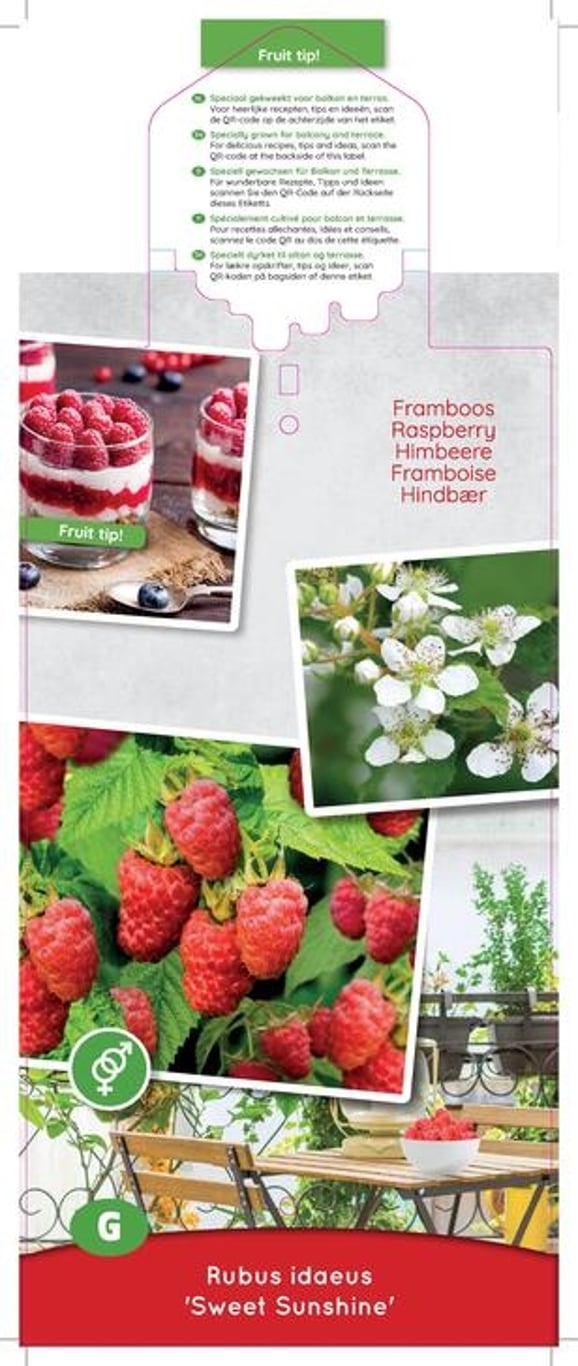Rubus idaeus 'Sweet Sunshine' - C5 50-60 CM