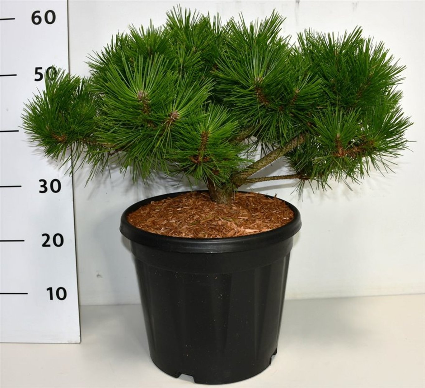 Pinus d. 'Low Glow' - C12 40-50 CM