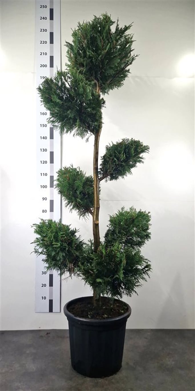 Cupressocyparis leylandii - 180-200 CM PonPon Cont.